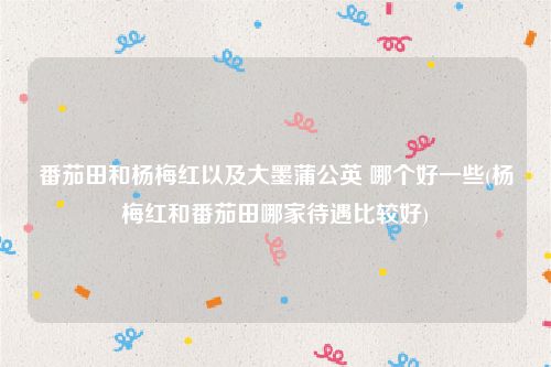 番茄田和杨梅红以及大墨蒲公英 哪个好一些(杨梅红和番茄田哪家待遇比较好)